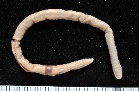 藏品(季風遠環蚓)的圖片