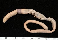 藏品(隘寮遠環蚓)的圖片