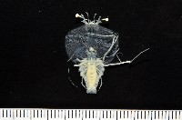 藏品(未知種龍蝦幼生)的圖片