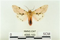 藏品(棍棒污燈蛾)的圖片