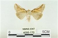 藏品(印華波紋蛾)的圖片