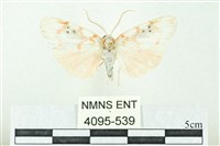 藏品(臺雪苔蛾)的圖片