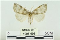 藏品(臺灣銀斑異波紋蛾)的圖片