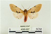 藏品(棍棒污燈蛾)的圖片