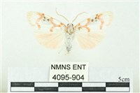 藏品(臺雪苔蛾)的圖片