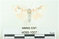 藏品(臺雪苔蛾)的圖片