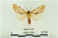 藏品(棍棒污燈蛾)的圖片