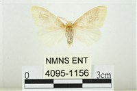 藏品(寬紋黃毒蛾)的圖片