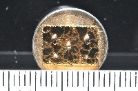 藏品(鋸齒小菜籽蛤)的圖片