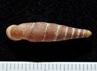 藏品(寬敏煙管蝸牛)的圖片