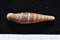 藏品(寬敏煙管蝸牛)的圖片