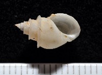 藏品(押方麂眼螺)的圖片