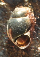 藏品(礁溪粟螺)的圖片