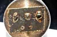 藏品(礁溪粟螺)的圖片