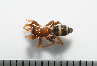 藏品(臺灣秘蛛)的圖片