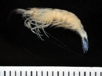 藏品(西表島新米蝦)的圖片