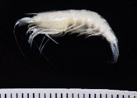 藏品(西表島新米蝦)的圖片