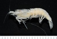 藏品(西表島新米蝦)的圖片