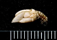 藏品(合群小鎧茗荷)的圖片