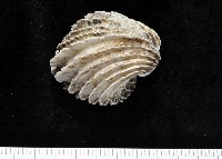 藏品(龍王圈心蛤)的圖片