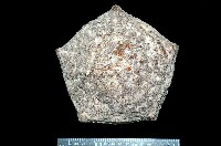 藏品(麵包海星(饅頭海星))的圖片