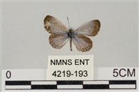 藏品(藍灰蝶沖繩亞種)的圖片