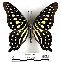 藏品(翠斑青鳳蝶)的圖片