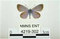 藏品(折列藍灰蝶沖繩亞種)的圖片