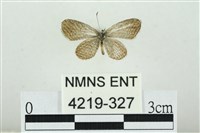 藏品(迷你藍灰蝶)的圖片