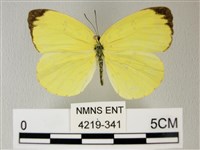 藏品(荷氏黃蝶)的圖片