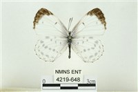 藏品(白雀斑灰蝶)的圖片