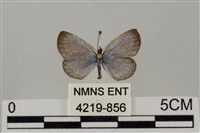 藏品(藍灰蝶沖繩亞種)的圖片