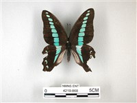 藏品(青帶鳳蝶)的圖片