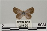 藏品(藍灰蝶沖繩亞種)的圖片