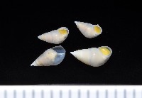 藏品(瓷螺之一種)的圖片