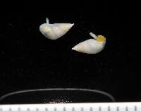 藏品(瓷螺之一種)的圖片