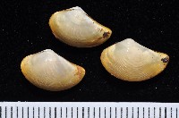 藏品(蒼鷹黃錦蛤)的圖片