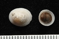 藏品(梳齒笠螺之一種)的圖片