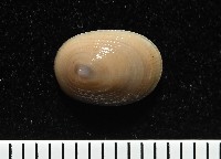 藏品(梳齒笠螺之一種)的圖片