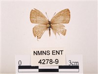 藏品(曲波紋灰蝶)的圖片