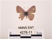 藏品(曲波紋灰蝶)的圖片