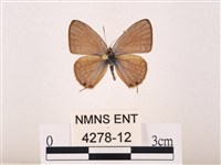 藏品(曲波紋灰蝶)的圖片