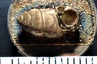 藏品(梅山豆蝸牛)的圖片