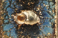 藏品(黃氏芝麻蝸牛)的圖片