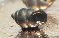 藏品(黃氏芝麻蝸牛)的圖片