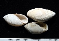 藏品(中華大耳螺)的圖片