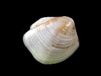 藏品(未知種旋心蛤)的圖片