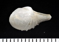 藏品(春福杓蛤)的圖片