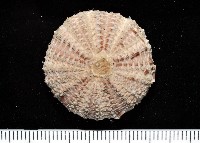 藏品(芮氏刻肋海膽)的圖片