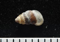 藏品(似高山芝麻蝸牛)的圖片